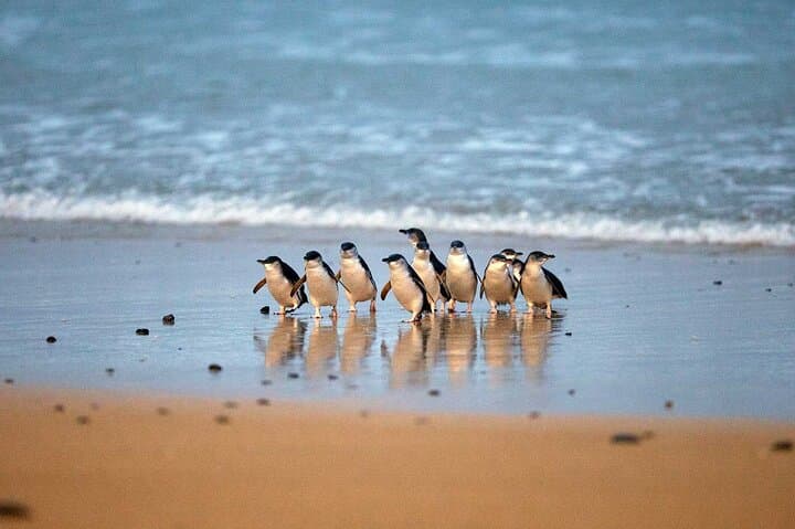 Private Phillip Island Day Tour from Melbourne — Koalas, Nobbies & Penguin Parade photo 2