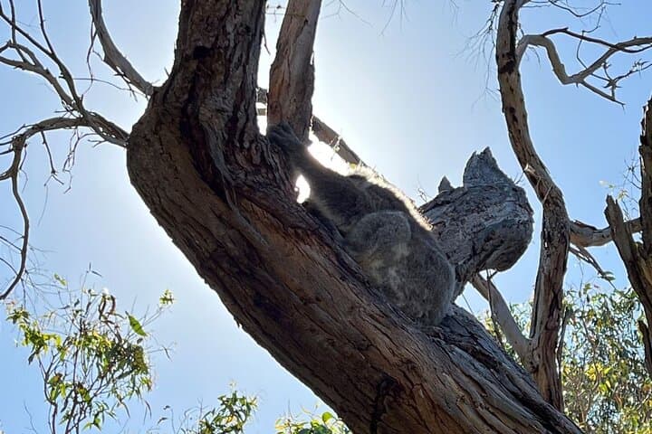 Private Phillip Island Day Tour from Melbourne — Koalas, Nobbies & Penguin Parade photo 3