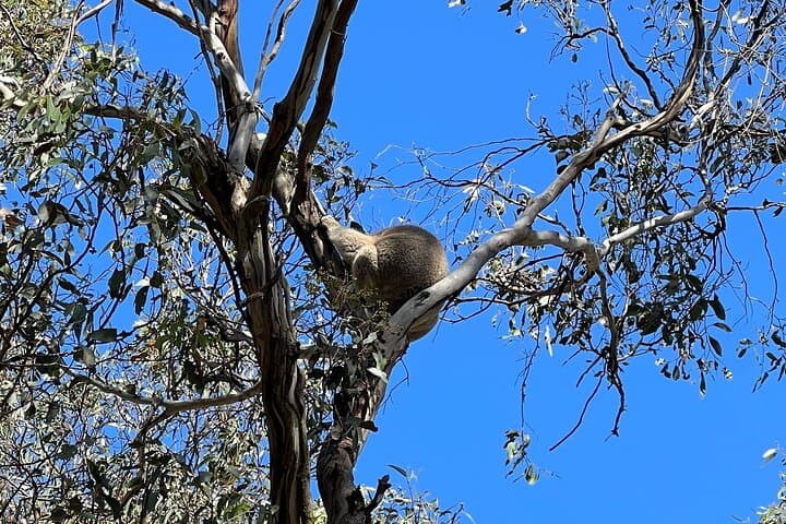 Private Phillip Island Day Tour from Melbourne — Koalas, Nobbies & Penguin Parade photo 6