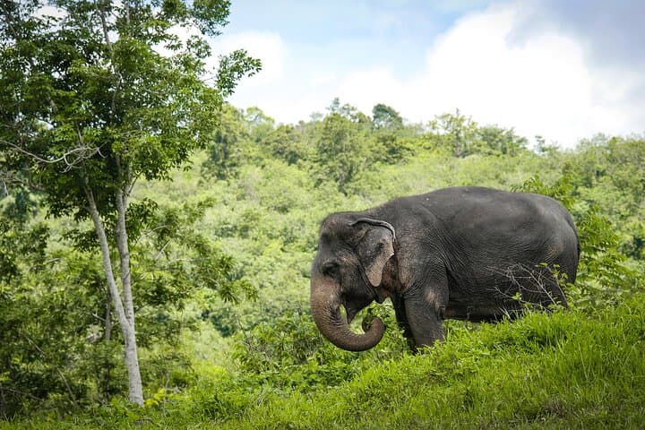 Phuket Elephant Sanctuary: Ethical Afternoon with Rescued Elephants photo 4