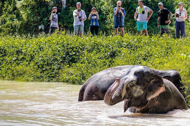 Phuket Elephant Sanctuary: Ethical Afternoon with Rescued Elephants photo 2