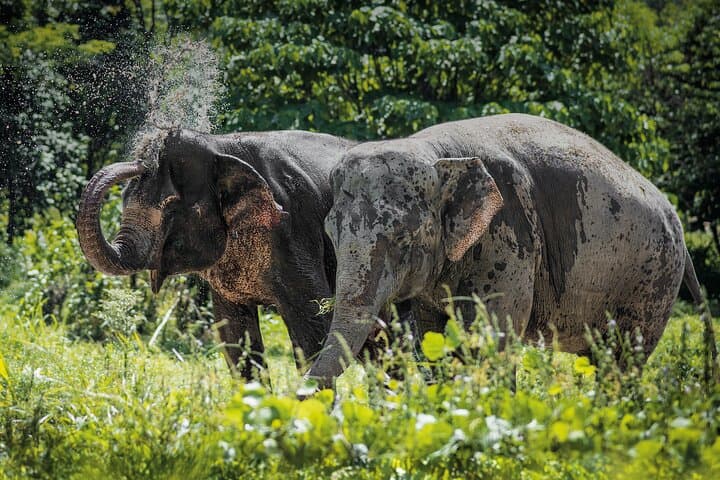 Phuket Elephant Sanctuary: Ethical Afternoon with Rescued Elephants