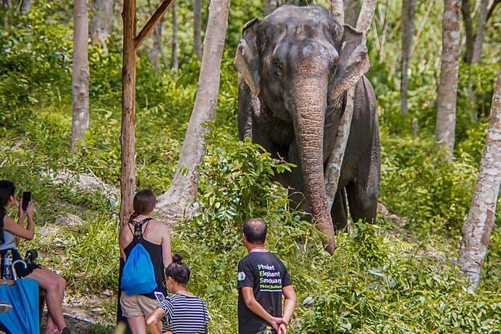 Phuket Elephant Sanctuary: Ethical Afternoon with Rescued Elephants photo 6