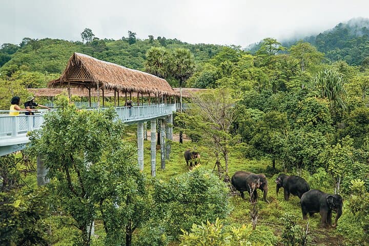 Canopy Walkway & Ethical Encounters at Phuket Elephant Sanctuary
