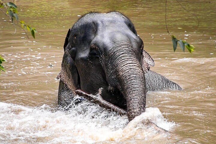Canopy Walkway & Ethical Encounters at Phuket Elephant Sanctuary photo 4