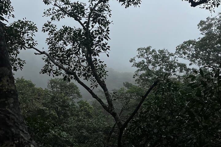 Rainforest Waterfall, Coffee & Chocolate Day Tour from Playa Flamingo photo 3