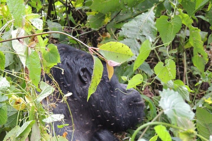 3-Day Bwindi Gorilla Trek from Kigali — Rushaga Itinerary, Permits & Tips