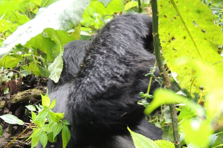 3-Day Bwindi Gorilla Trek from Kigali — Rushaga Itinerary, Permits & Tips photo 3