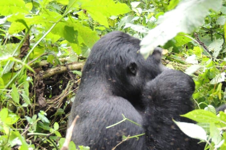 3-Day Bwindi Gorilla Trek from Kigali — Rushaga Itinerary, Permits & Tips photo 4