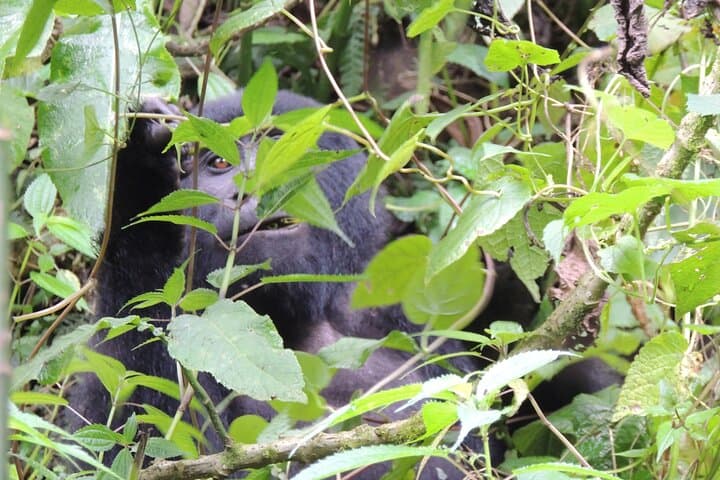 3-Day Bwindi Gorilla Trek from Kigali — Rushaga Itinerary, Permits & Tips photo 5