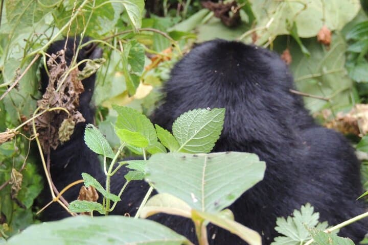 3-Day Bwindi Gorilla Trek from Kigali — Rushaga Itinerary, Permits & Tips photo 6