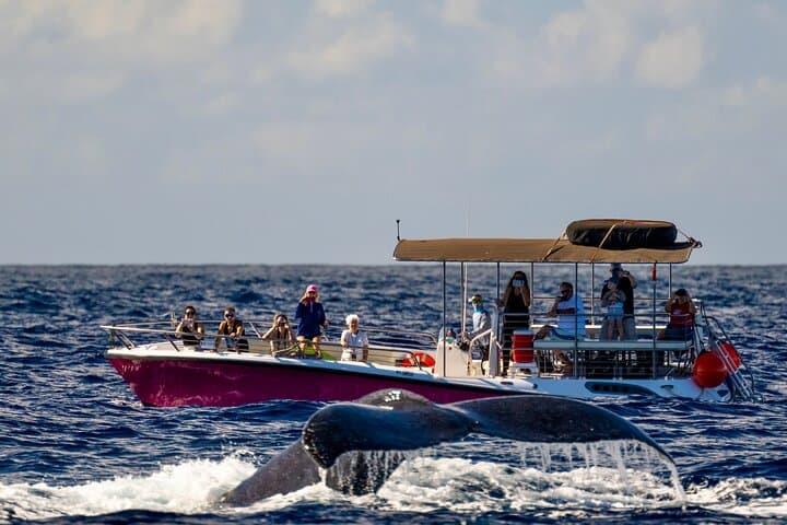 West Maui Sunset Whale Watch: Guaranteed Humpback Encounters & Sunset Cruise photo 3