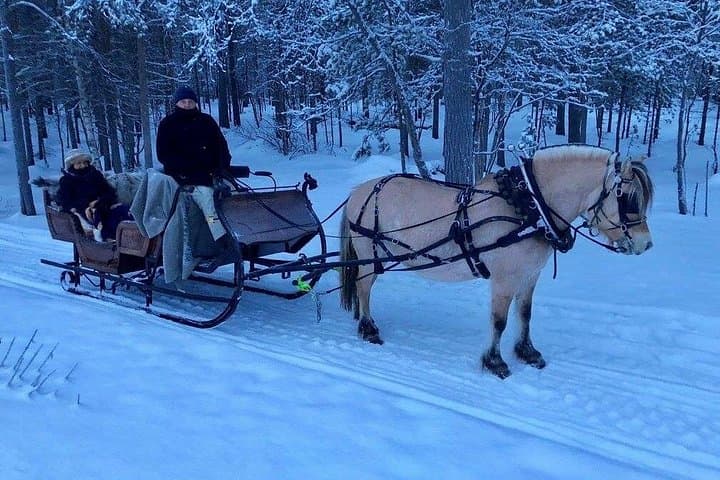 Arctic Sleigh Ride Through the Alta River Valley: Horse-Drawn Farm Tour photo 4