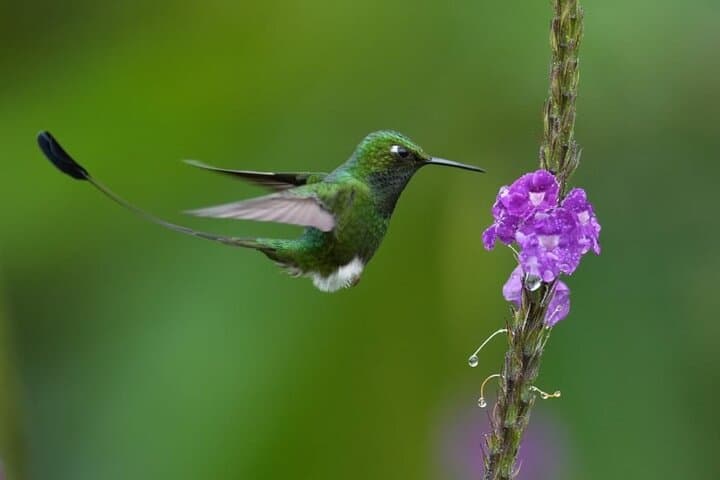 Mindo Cloud Forest Day Trip from Quito — Birding, Waterfalls & Cloud-Forest Trails