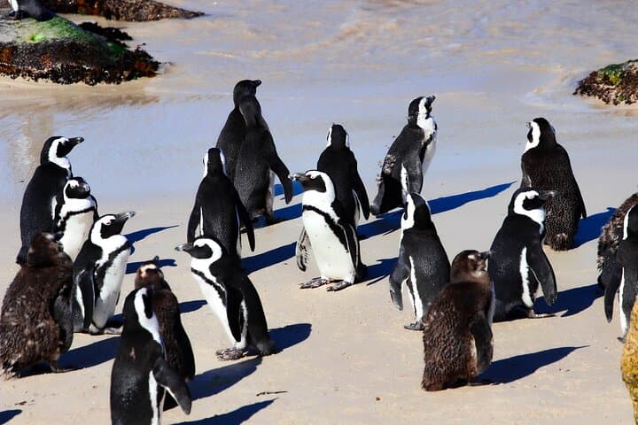 Cape Point & Boulders Beach Half-Day: Penguins, Cliffs and Chapman’s Peak Drive photo 2