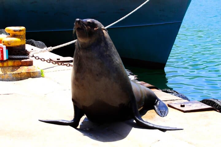 Cape Peninsula Private Tour: Cape Point, Penguins & Chapman’s Peak Drive photo 4