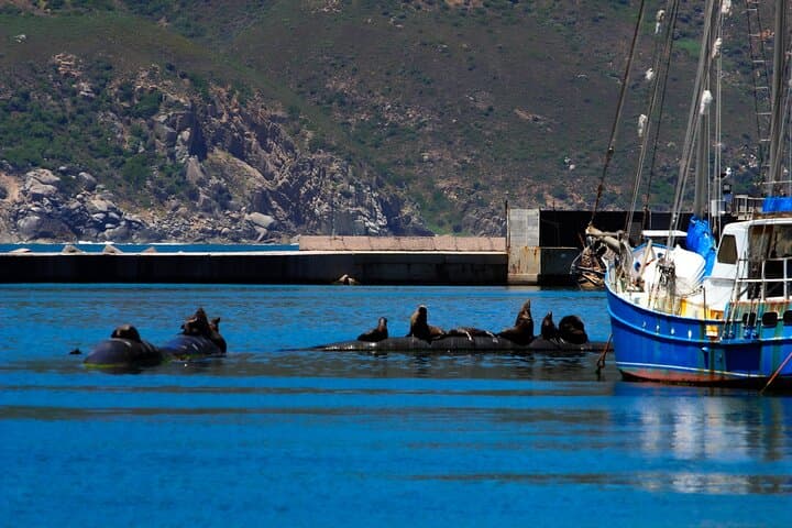 Cape Peninsula Private Tour: Cape Point, Penguins & Chapman’s Peak Drive photo 5