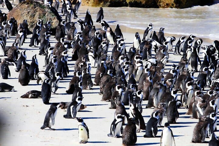 Cape Peninsula Private Tour: Cape Point, Penguins & Chapman’s Peak Drive