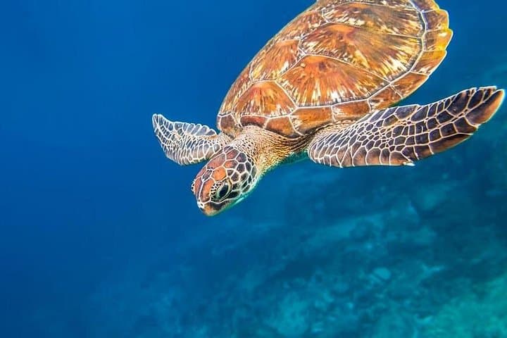 Lazy Similan Islands Catamaran Snorkeling & Lunch — Day Trip from Khao Lak photo 3