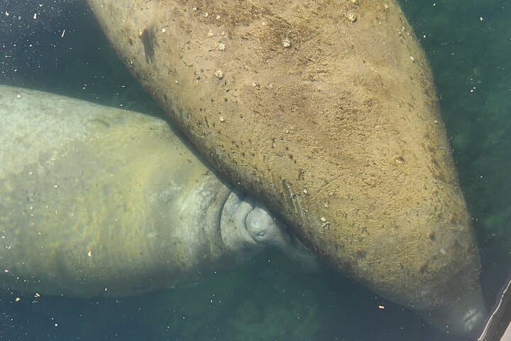 Crystal River Afternoon Ecological Boat Tour: Manatees, Sawgrass & Birds photo 2