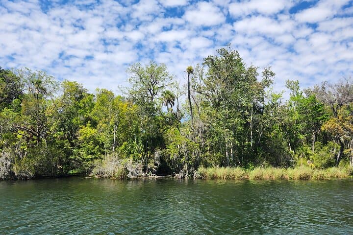 Crystal River Afternoon Ecological Boat Tour: Manatees, Sawgrass & Birds photo 3