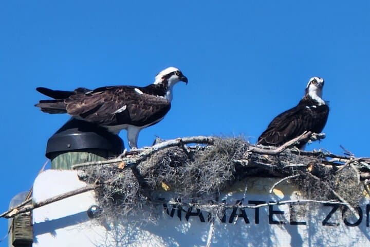 Crystal River Afternoon Ecological Boat Tour: Manatees, Sawgrass & Birds photo 5