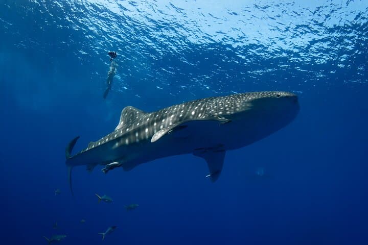 Kona Private Charter — 4-Hour Customizable Boat Trip to Kealakekua & Manta Sites photo 4