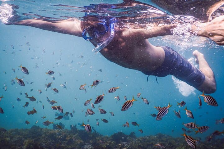 Private Snorkeling Tour in Sydney's Bronte-Coogee Marine Reserve photo 3