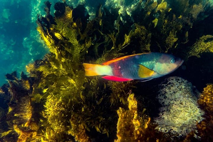 Snorkel Clovelly Beach: Discover Sydney’s Underwater Wonders photo 5