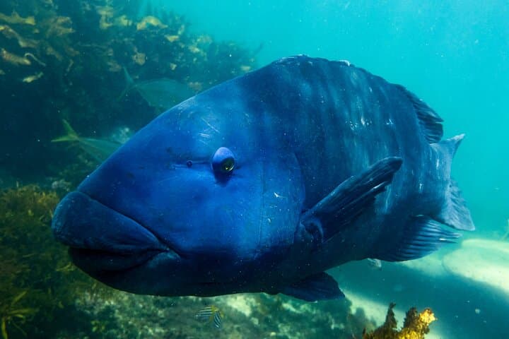 Snorkel Clovelly Beach: Discover Sydney’s Underwater Wonders photo 2