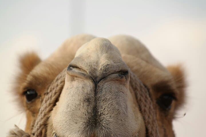 Private Sunrise Desert Safari in Dubai — Dune Bashing, Camel Ride & Breakfast photo 5