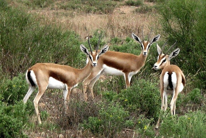 Souss-Massa Safari: Day Trip from Agadir to See Endangered Oryx and Gazelles