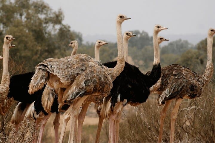 Souss-Massa Safari: Day Trip from Agadir to See Endangered Oryx and Gazelles photo 2