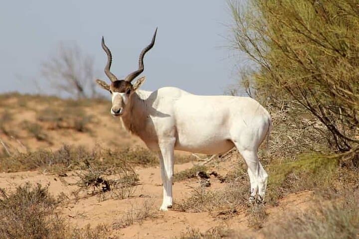 Souss-Massa Safari: Day Trip from Agadir to See Endangered Oryx and Gazelles photo 3