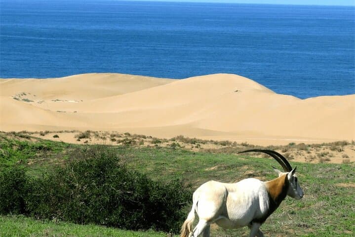 Souss-Massa Safari: Day Trip from Agadir to See Endangered Oryx and Gazelles photo 4