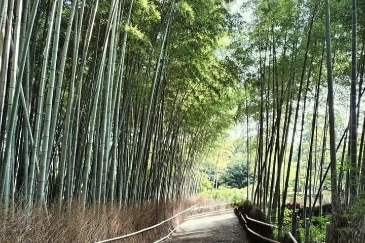Morning Walking Tour: Sagano Bamboo Grove & Arashiyama Highlights photo 6