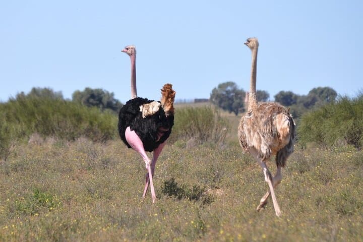 Souss-Massa Safari: Day Trip from Agadir to See Endangered Oryx and Gazelles photo 5