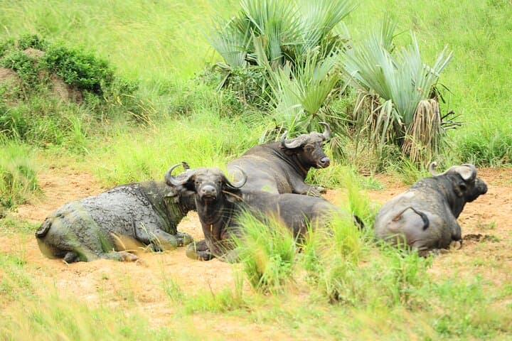 10-Day Uganda Safari: Gorillas, Chimps, Big Five & Kazinga Channel Adventure photo 2