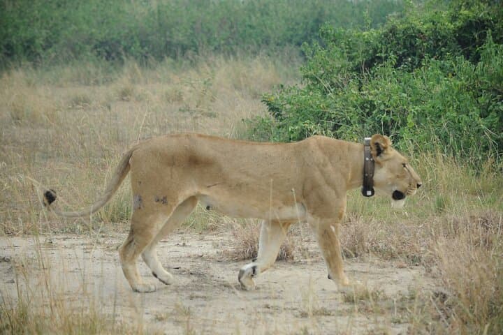 10-Day Uganda Safari: Gorillas, Chimps, Big Five & Kazinga Channel Adventure photo 3