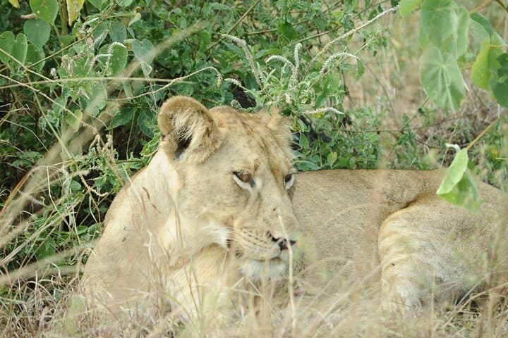 10-Day Uganda Safari: Gorillas, Chimps, Big Five & Kazinga Channel Adventure photo 4
