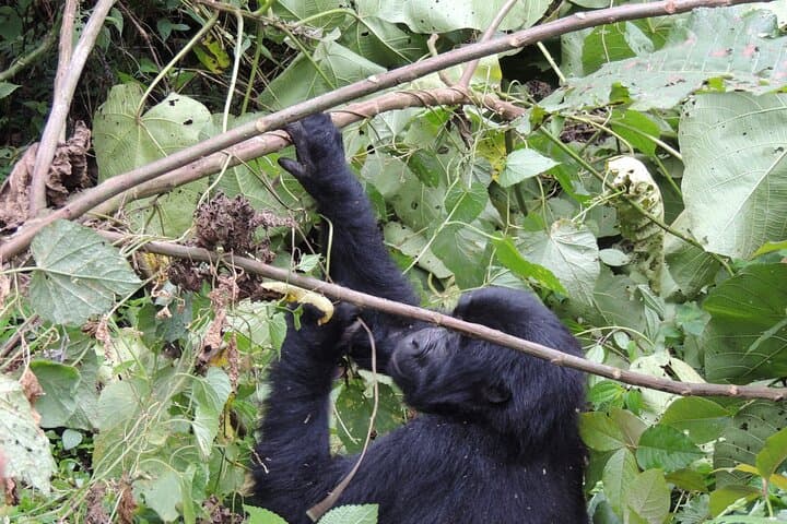 10-Day Uganda Safari: Gorillas, Chimps, Big Five & Kazinga Channel Adventure photo 6