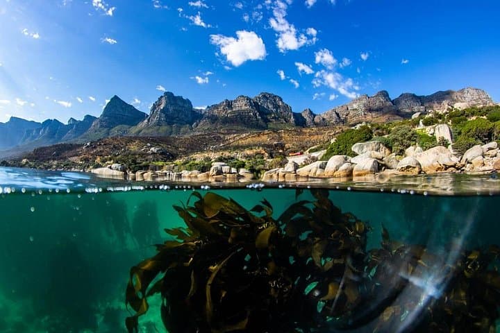 Snorkel the Great African Seaforest: Cape Town Kelp Forest Adventure