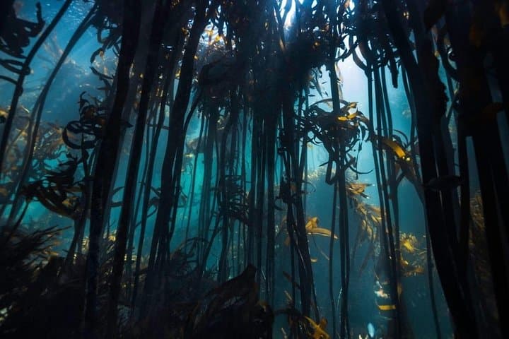 Snorkel the Great African Seaforest: Cape Town Kelp Forest Adventure photo 2