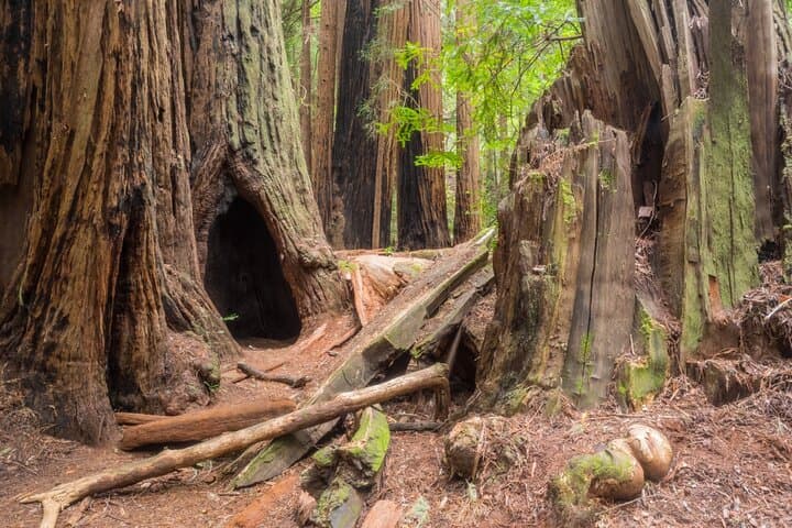 Self-Guided Muir Woods Audio Tour: Drive, Walk & Discover Coastal Redwoods