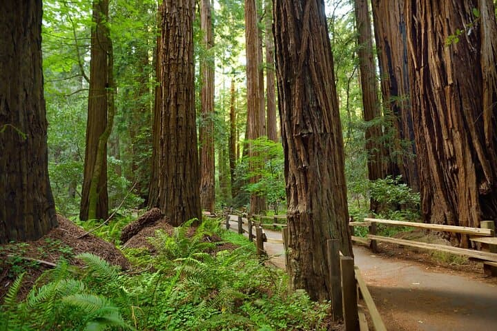 Self-Guided Muir Woods Audio Tour: Drive, Walk & Discover Coastal Redwoods photo 4