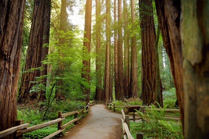 Self-Guided Muir Woods Audio Tour: Drive, Walk & Discover Coastal Redwoods photo 6
