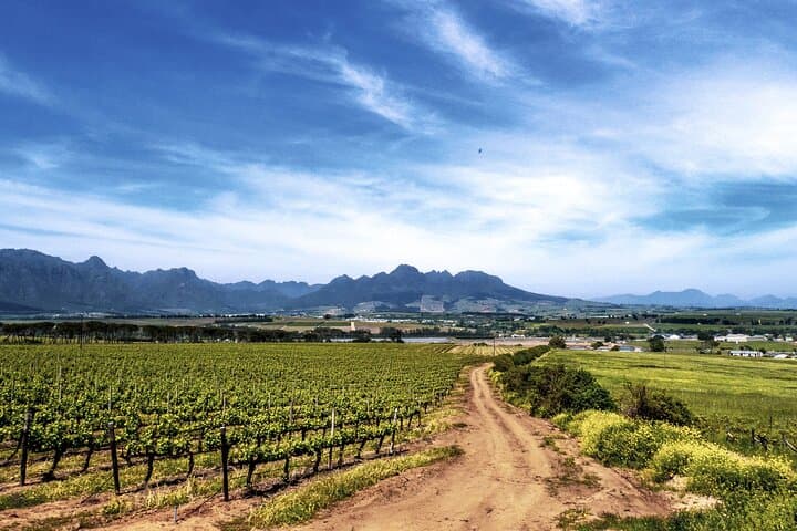 Stellenbosch Luxury Winelands eBike Tour — Full-Day Wine & Vineyard Cycling Experience photo 6