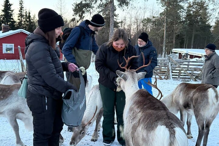 Reindeer Herding & Snowmobile Sleigh Ride in Lompolo: Lapland Wilderness Lunch photo 6