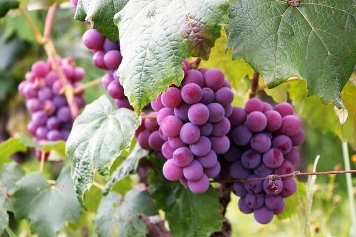 Rhodes Wine & Culinary Experience: 11-Course Lunch, Vineyard Tour & Cooking Class