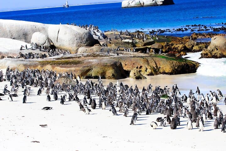 Half-Day Boulders Beach Penguin Encounter & Swimming from Cape Town photo 2